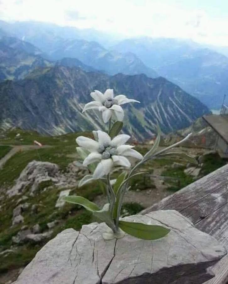 Ferienwohnung Mes Lastei Campitello di Fassa Exterior foto
