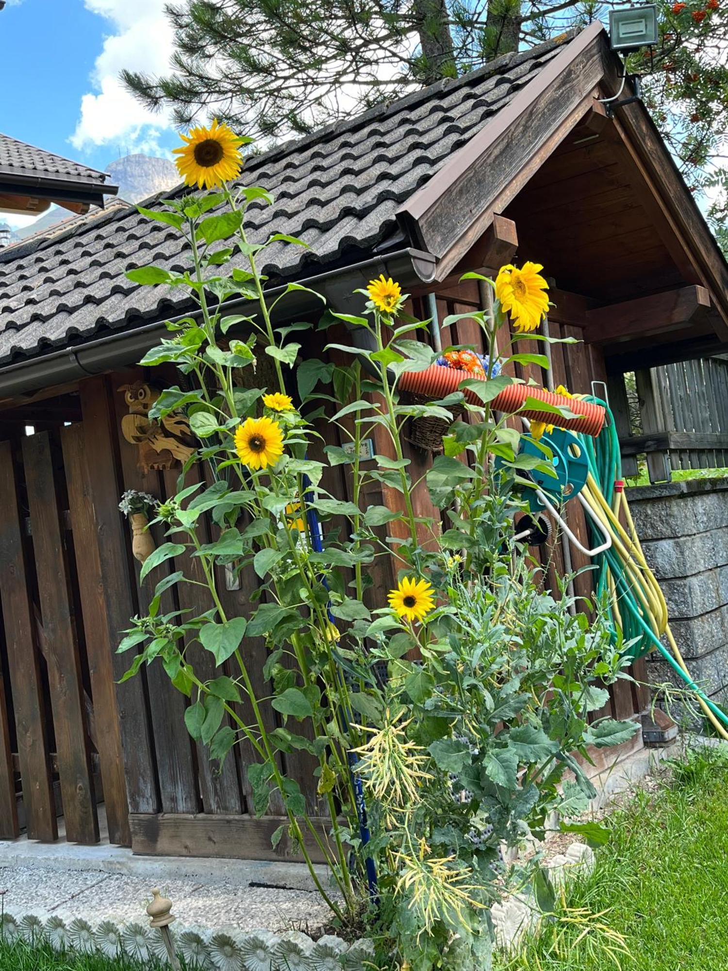 Ferienwohnung Mes Lastei Campitello di Fassa Exterior foto